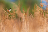 Image. Common Reed Bunting