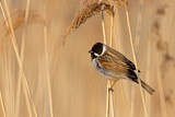 Image. Common Reed Bunting