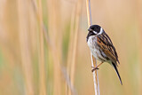 Image. Common Reed Bunting