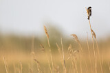 Image. Common Reed Bunting