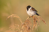 Image. Common Reed Bunting