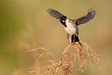 Image. Common Reed Bunting