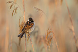 Image. Common Reed Bunting