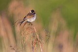 Image. Common Reed Bunting