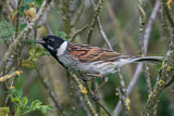 Image. Common Reed Bunting