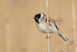 Image. Common Reed Bunting