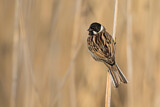 Image. Common Reed Bunting