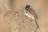 Image. Common Reed Bunting