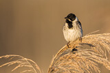 Image. Common Reed Bunting