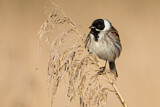 Image. Common Reed Bunting