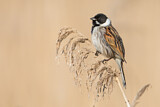 Image. Common Reed Bunting