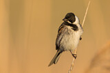 Image. Common Reed Bunting