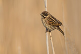 Image. Common Reed Bunting