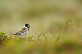 Image. Common Reed Bunting