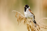 Image. Common Reed Bunting