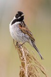 Image. Common Reed Bunting