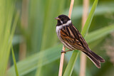 Image. Common Reed Bunting