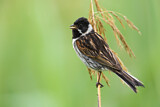 Image. Common Reed Bunting