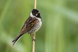 Image. Common Reed Bunting