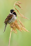 Image. Common Reed Bunting