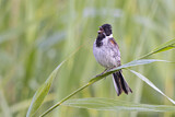 Image. Common Reed Bunting