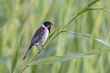 Image. Common Reed Bunting