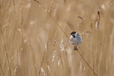 Image. Common Reed Bunting