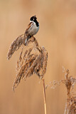 Image. Common Reed Bunting