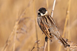 Image. Common Reed Bunting
