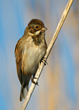 Image. Common Reed Bunting