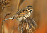 Image. Common Reed Bunting