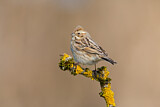 Image. Common Reed Bunting