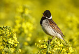 Image. Common Reed Bunting