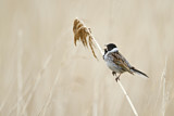 Image. Common Reed Bunting
