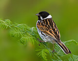 Image. Common Reed Bunting
