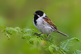 Image. Common Reed Bunting