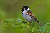 Image. Common Reed Bunting