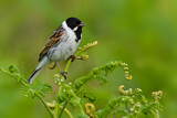 Image. Common Reed Bunting