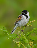 Image. Common Reed Bunting