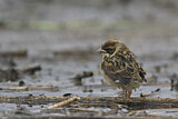 Image. Common Reed Bunting