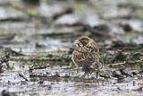 Image. Common Reed Bunting