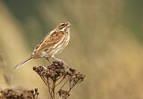 Image. Common Reed Bunting