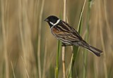 Image. Common Reed Bunting