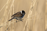 Image. Common Reed Bunting