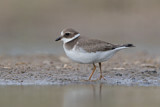 Image. Common Ringed Plover