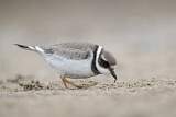 Image. Common Ringed Plover