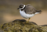 Image. Common Ringed Plover
