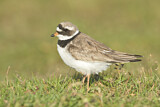 Image. Common Ringed Plover