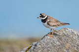 Image. Common Ringed Plover