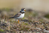 Image. Common Ringed Plover